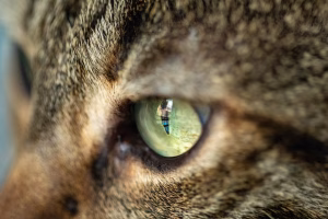 eyelid-surgery-felines