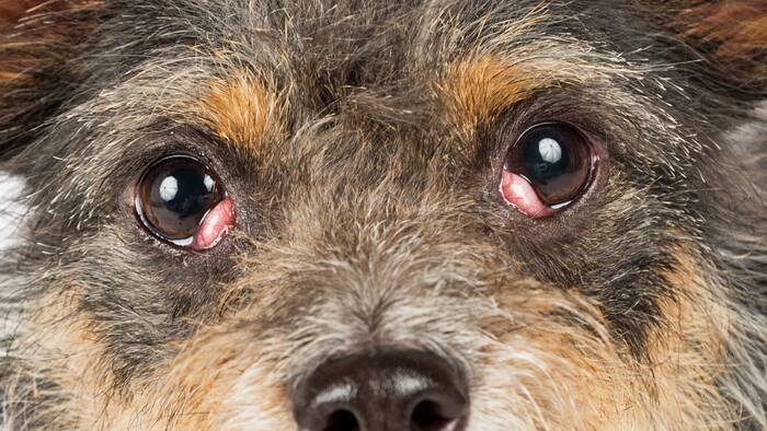 Cherry Eye