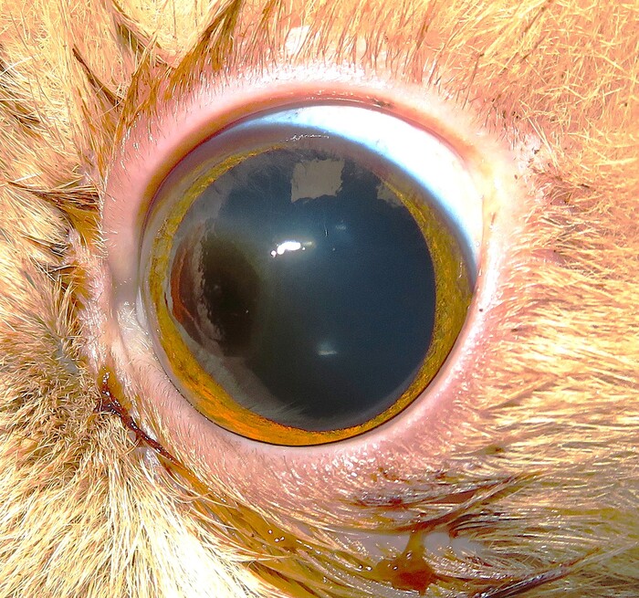 Deep Corneal Ulceration & Corneal Graft Surgery