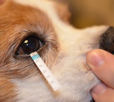 Dry Eye Syndrome