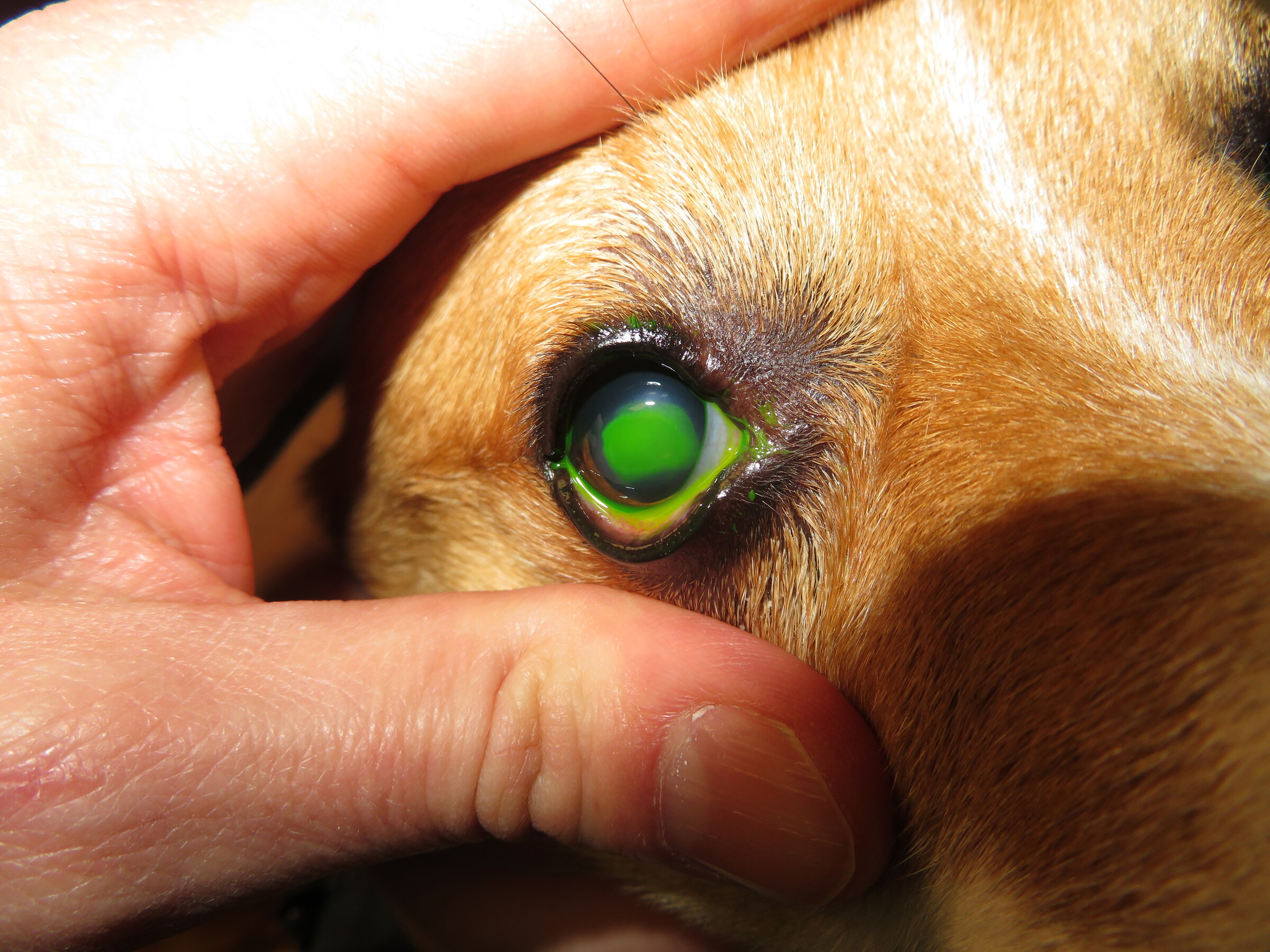 Spontaneous Chronic Epithelial Defects