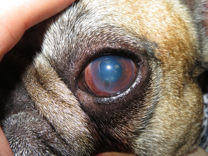 Deep Corneal Ulceration & Corneal Graft Surgery